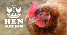 Saving the hens with Hen Nation